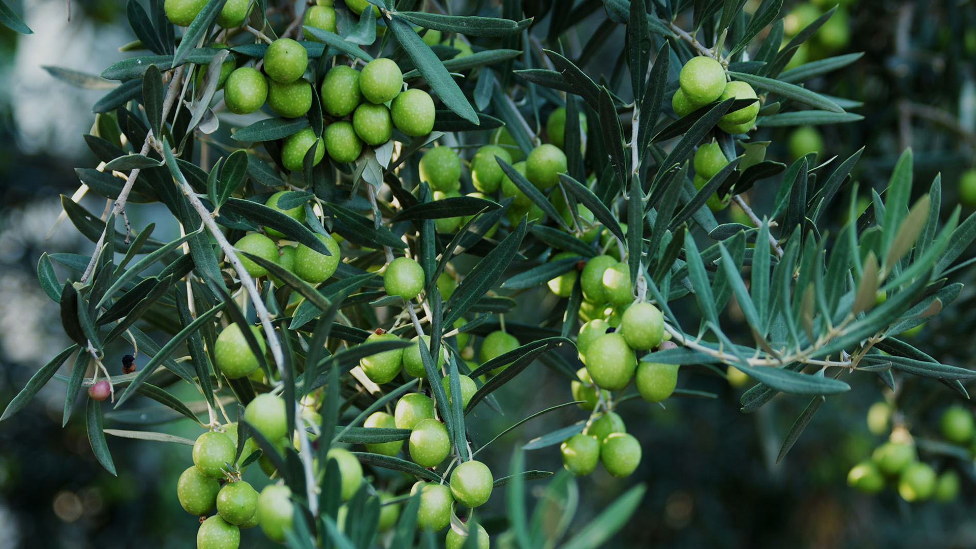 Olives